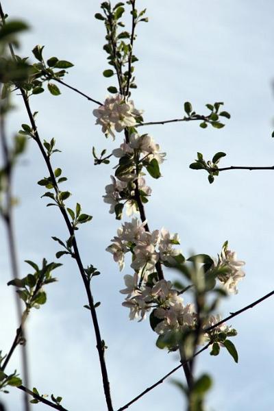 Apple Blossom Branch 2.jpg - So I stopped one day and...